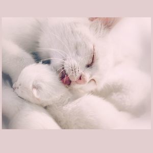 Meet your Posher, Huong